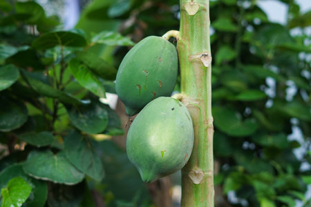 Selective focus on a group of young papaya fruits.の写真素材