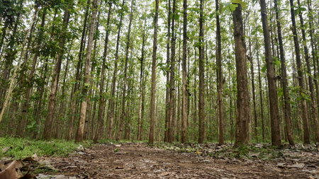 Plant of green teak trees forest landscape. nature background. morning view.の写真素材