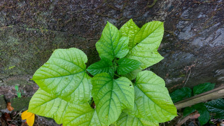 Leaves of Pagoda Flower (Clerodendrum Paniculatum).