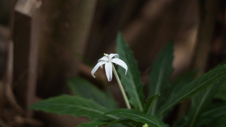 Isotoma Longifora. Though it usually grows wildly but it contains antioxidant. Even the water of its flower pistil, traditionally being used to decrease cataracting.の写真素材
