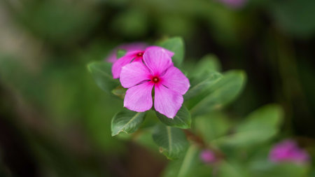 Bunga tapak dara (Indonesia) or Catharantus roseusdon, this plant has benefits, one of which is to...