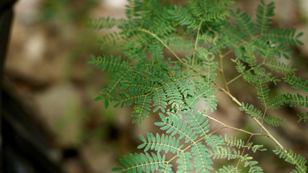 Acacia Concinna tree in Indonesian teak forest.の写真素材
