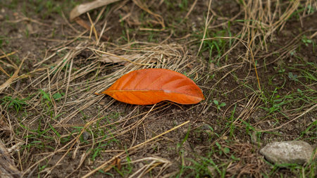 photo of jackfruit leaf that have fallen from the tree and have withered. nature background.