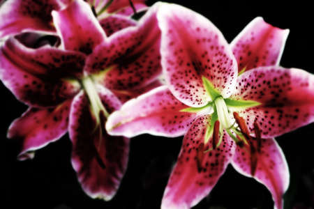 Lilies - the queen of flowers