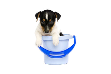 Jack Russell Terrier puppy in a blue bucket isolated on a white backgroundの写真素材