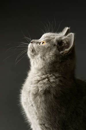 British short haired grey cat isolated on a grey backgroundの写真素材