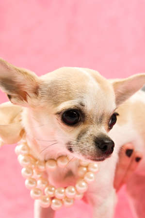 Chihuahua wearing a pearl necklace on a pink backgroundの写真素材