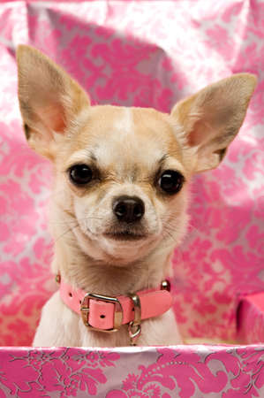 Chihuahua in a large pink gift box on a pink background wearing a chunky collarの写真素材