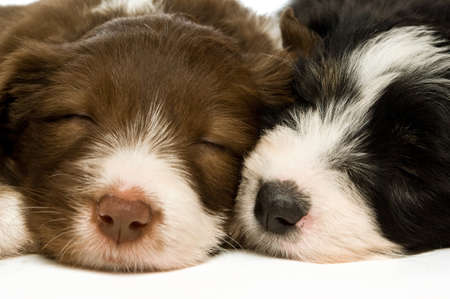 Border Collie Puppies sleeping isolated on a white backgroundの写真素材