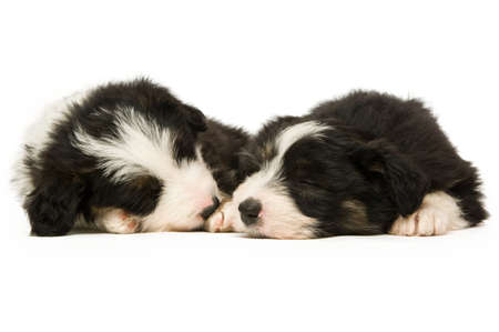 Border Collie Puppies sleeping isolated on a white backgroundの写真素材