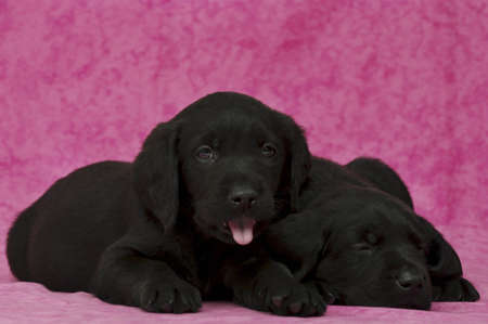 Black Labrador Puppies on a pink backgroundの写真素材