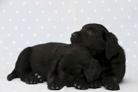 Black Labrador Puppies on a blue, spotty backgroundの写真素材