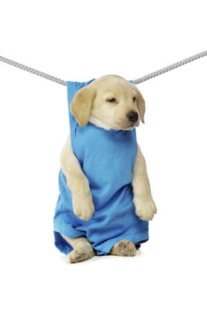 Golden Labrador Puppy hanging on a washing line, isolated on a white background