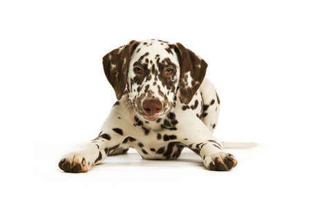 Dalmatian Puppy isolated on a white backgroundの写真素材
