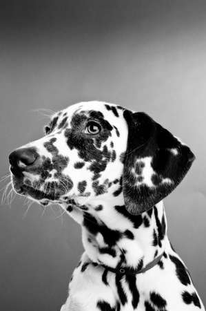 Dalmatian Puppy isolated on a grey background, black and whiteの写真素材