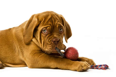 Dogue De Bordeaux puppy isolated on a white background with a red toy ballの写真素材