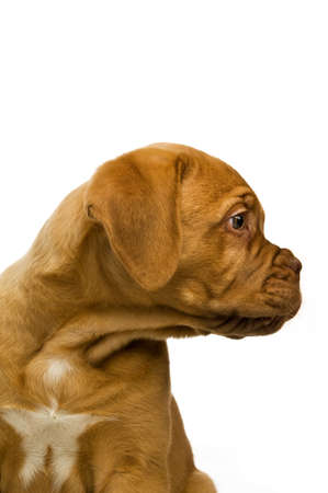 Dogue De Bordeaux puppy isolated on a white backgroundの写真素材
