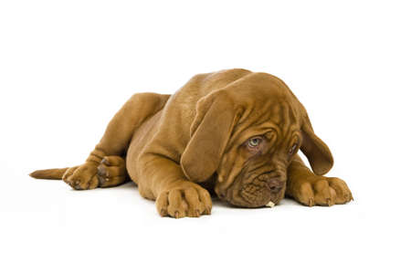 Dogue De Bordeaux puppy isolated on a white backgroundの写真素材
