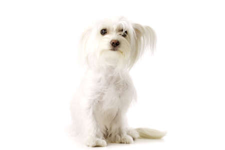 White Long Haired Chihuahua Cross Sat Isolated on a White Background Looking at the Camera