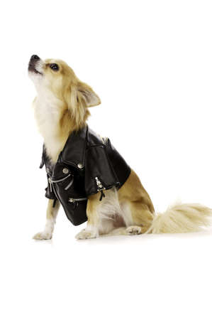 Long Haired, Sand Coloured Chihuahua Dog, Wearing a Black Leather Jacket Howling Isolated on a White backgroundの写真素材
