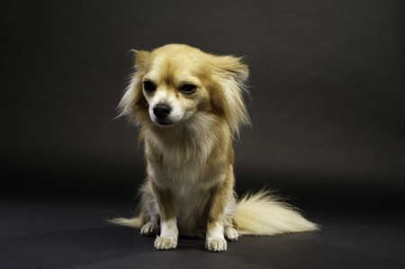 Long Haired Chihuahua Sat Looking Aside on a Black Backgroundの写真素材