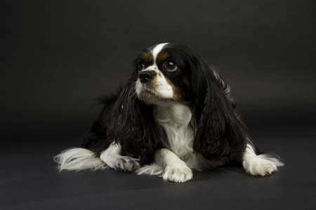 Black and White King Charles Spaniel Dog Laid Down on a Black Background