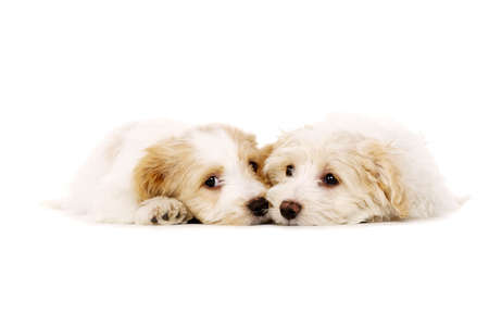 Two sleepy Bichon Frise cross puppies laid together isolated on a white backgroundの写真素材