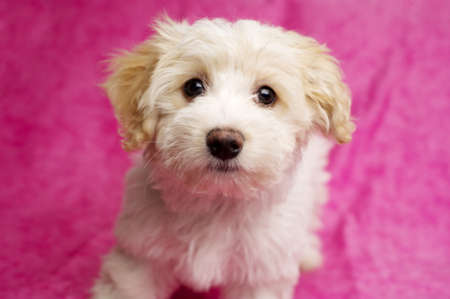 Bichon Frise cross puppy sat looking up at the camera on a pink mottled backgroundの写真素材