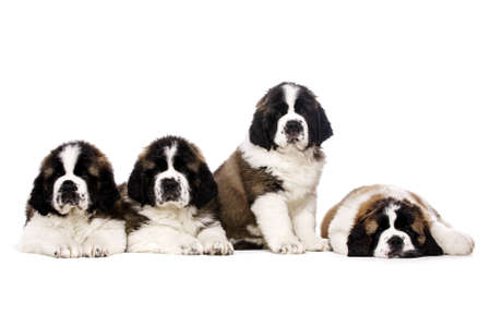 Four St Bernard puppies together isolated on a white backgroundの写真素材
