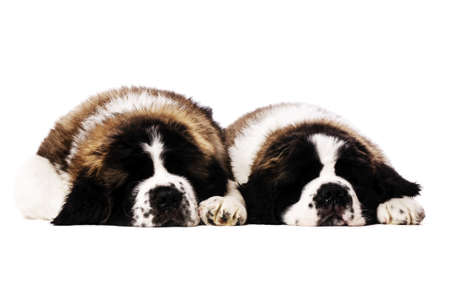 Two St Bernard puppies laid sleeping isolated on a white backgroundの写真素材