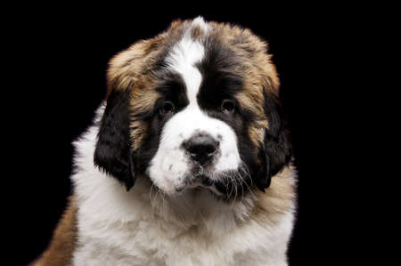 St Bernard puppy close up portrait isolated on a black backgroundの写真素材