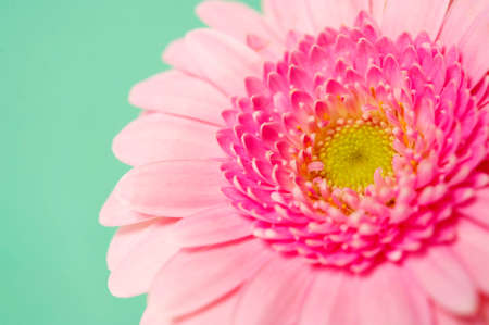 Soft pink gerbera close up on a pastel green backgroundの写真素材