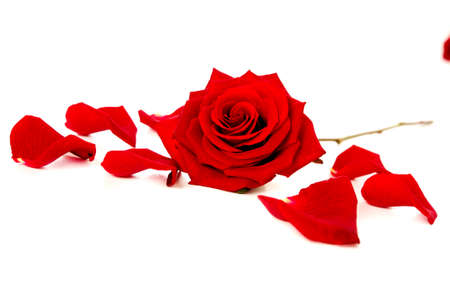 Red rose and petals isolated on a white backgroundの写真素材