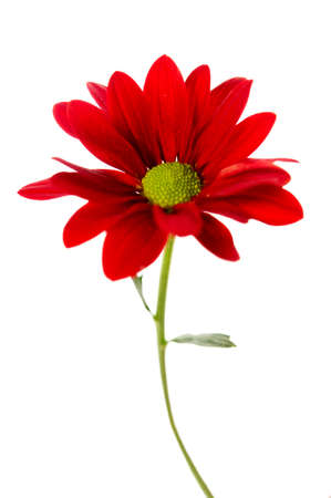 Red spray chrysanthemum isolated on a white backgorundの写真素材