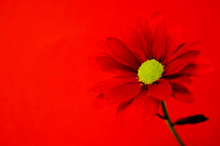 Red chrysanthemum on a red backgroundの写真素材