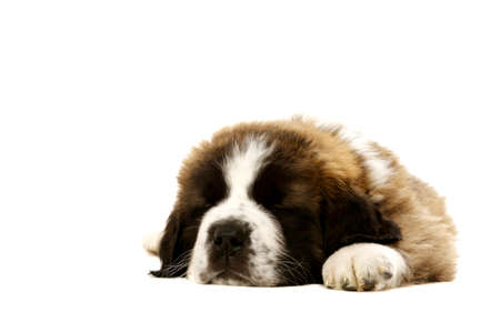 St Bernard puppy laid asleep isolated on a white backgroundの写真素材