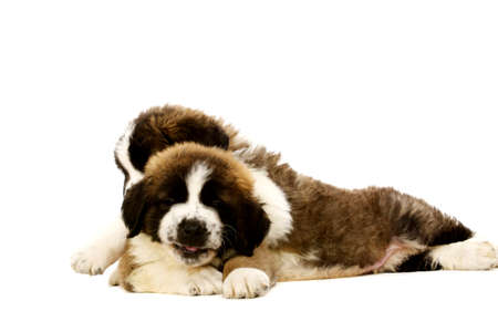 Two St Bernard puppies together isolated on a white backgroundの写真素材