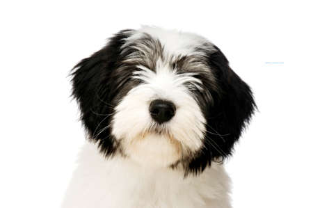 Polish Lowland Sheepdog puppy headshot isolated on a white backgroundの写真素材