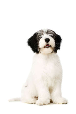 Polish Lowland Sheepdog puppy sat isolated on a white backgroundの写真素材