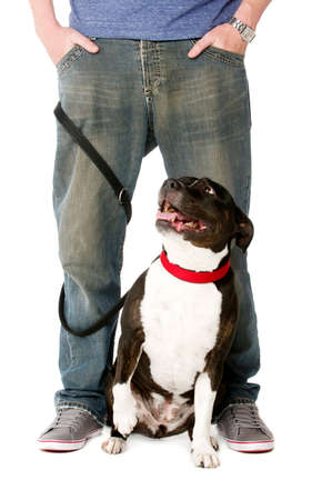 Staffordshire Bull Terrier on lead wrapped around owner's legsの写真素材