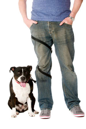 Staffordshire Bull Terrier on lead wrapped around owner's legsの写真素材