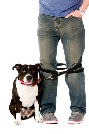 Staffordshire Bull Terrier on lead wrapped around owner's legsの写真素材