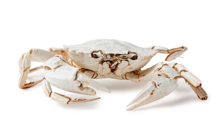 skeleton of  crab on white backgroundの写真素材