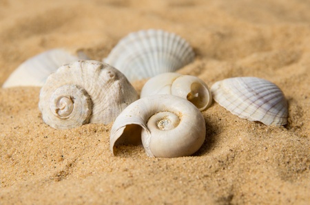 Seashells on sandy backgroundの写真素材