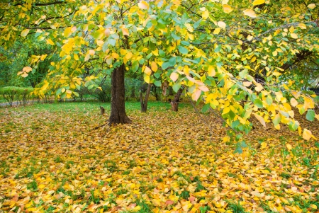 Autumn Park with fallen yellow leaves