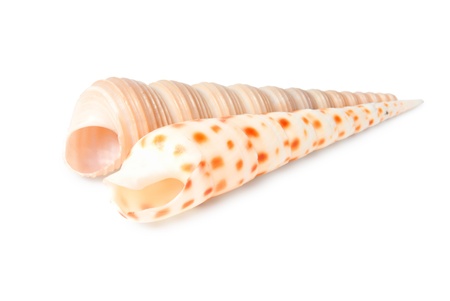 Two sea shells isolated on white background
