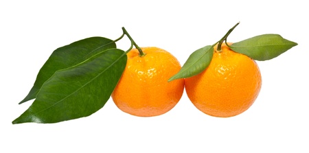 closeup of two tangerine isolated on a white backgroundの写真素材