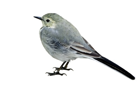 small wagtail sits the sidewalk isolated on white backgroundの写真素材