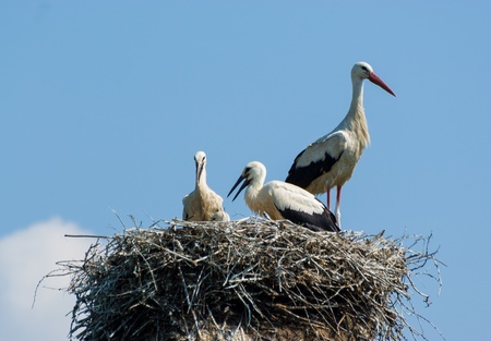 Storks in nest on background blue skyの写真素材