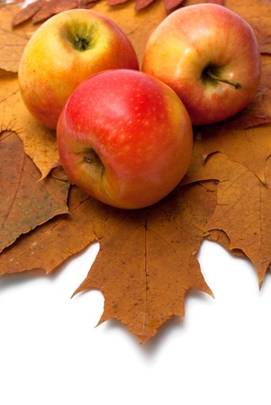 Apples on leafs of mapleの写真素材